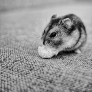 a hamster eating something on a couch
