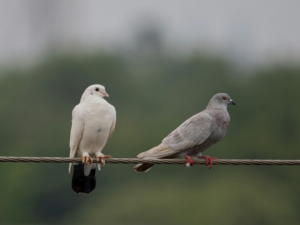 a couple of birds sitting on top of a wire