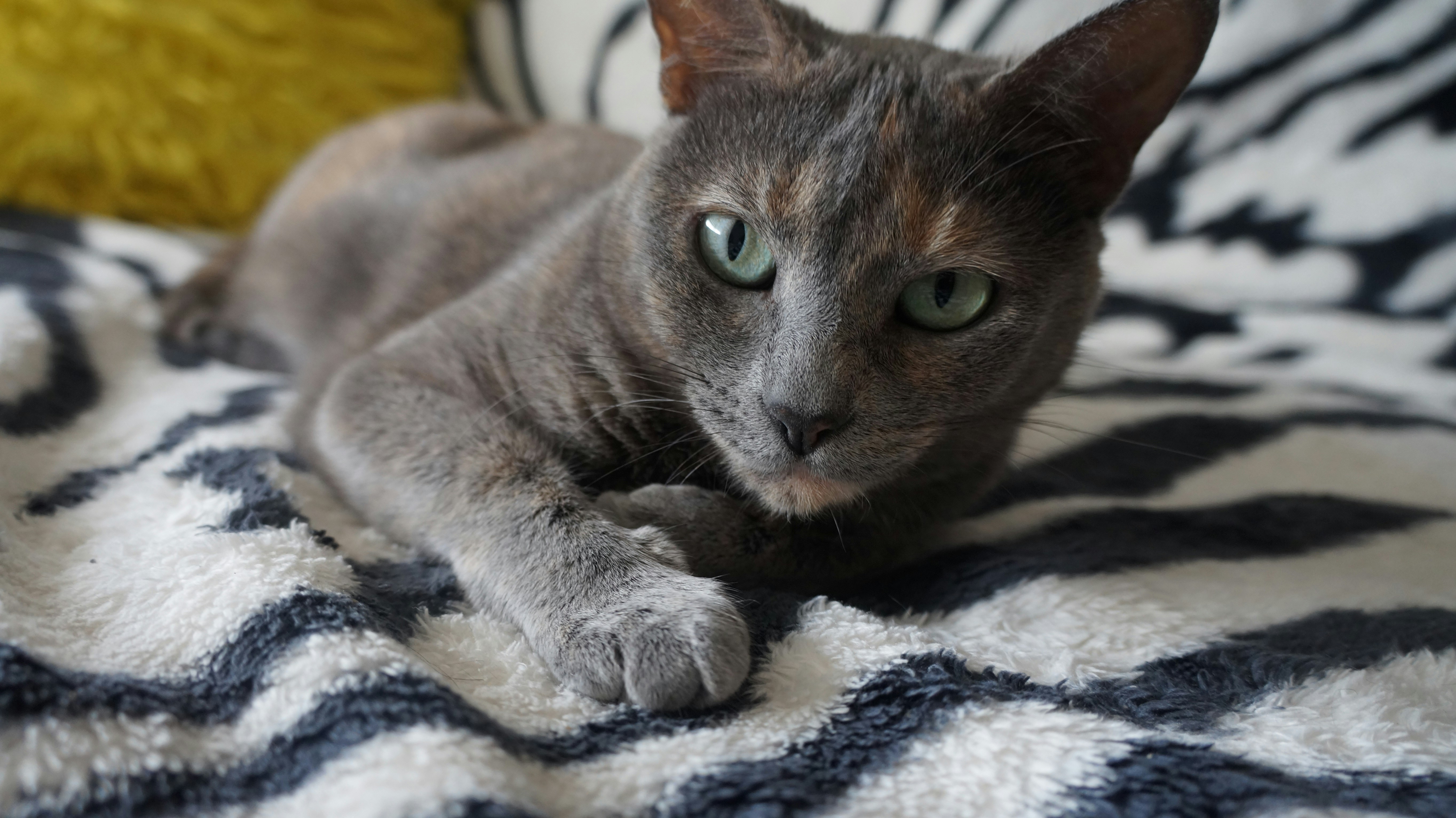 a cat laying on top of a black and white blanket