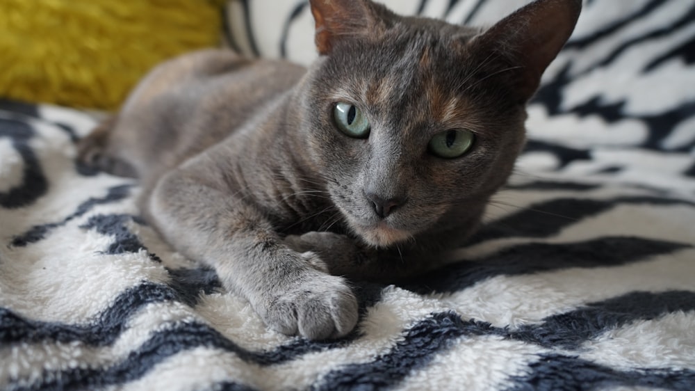 a cat laying on top of a black and white blanket