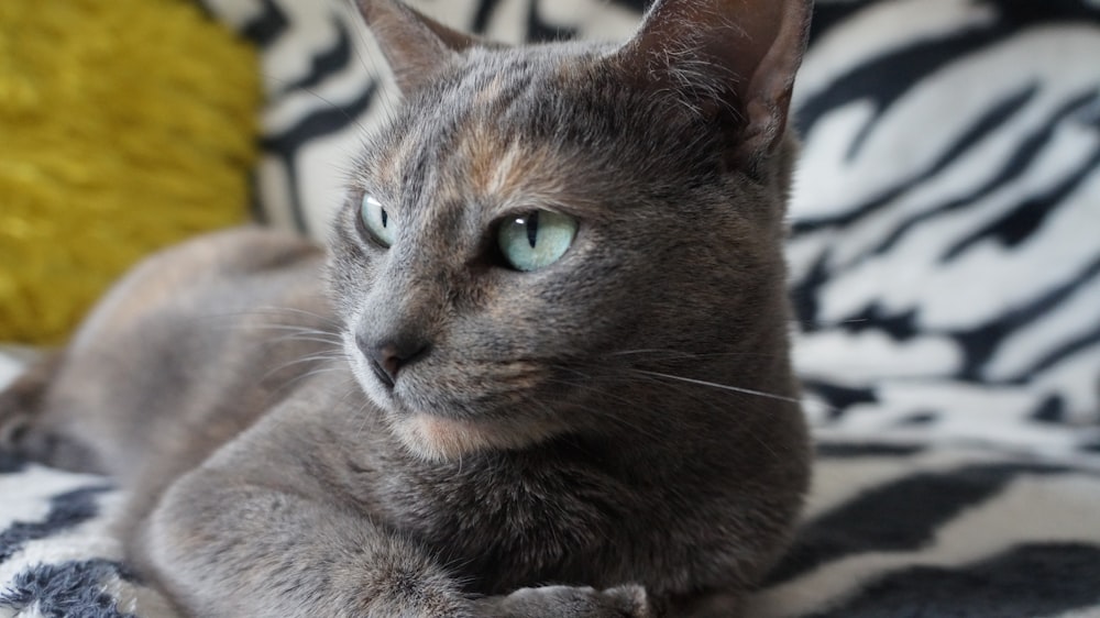 Un gatto grigio che si posa sopra un divano con stampa zebrata