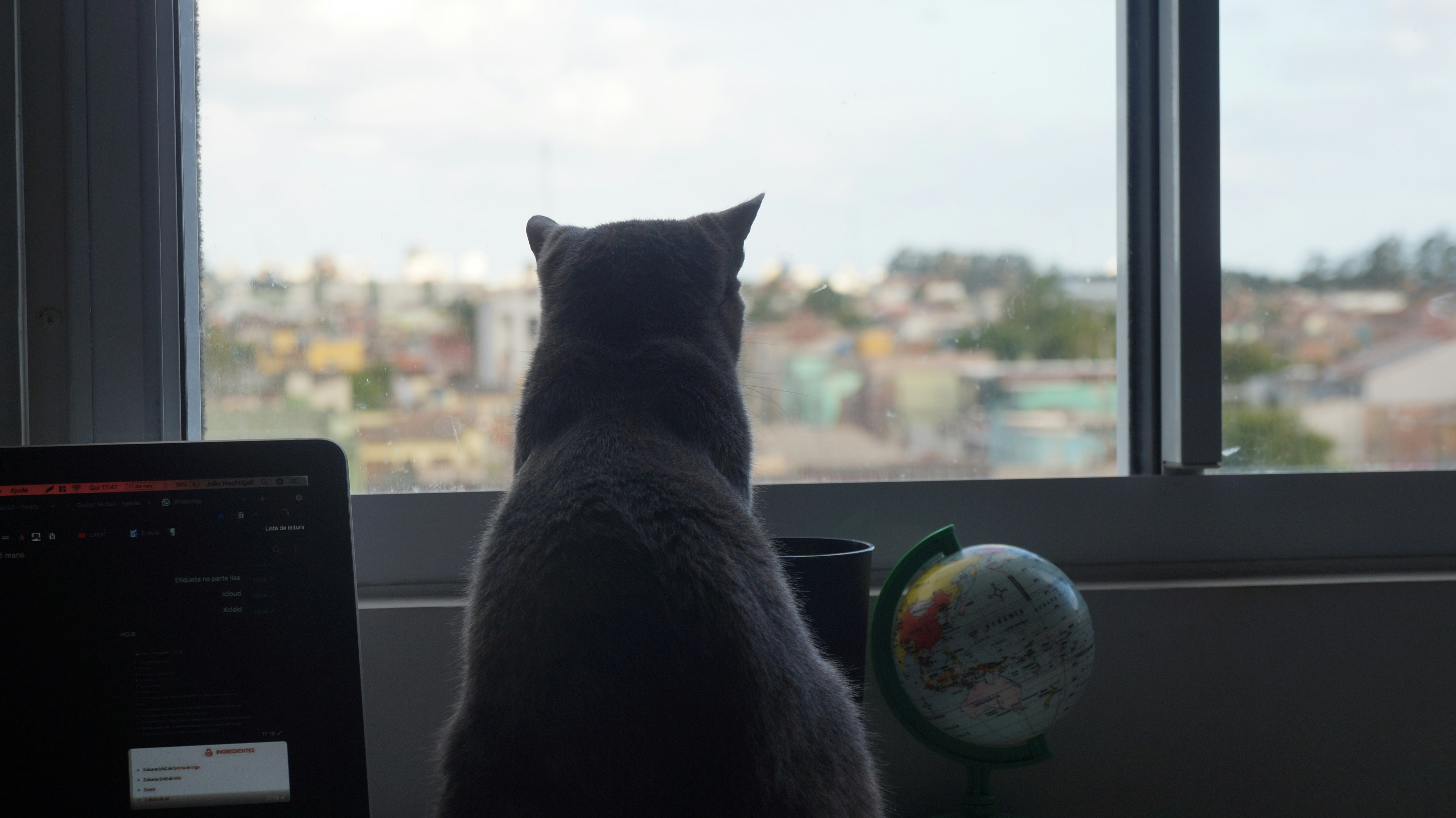 a cat looking out a window at a city