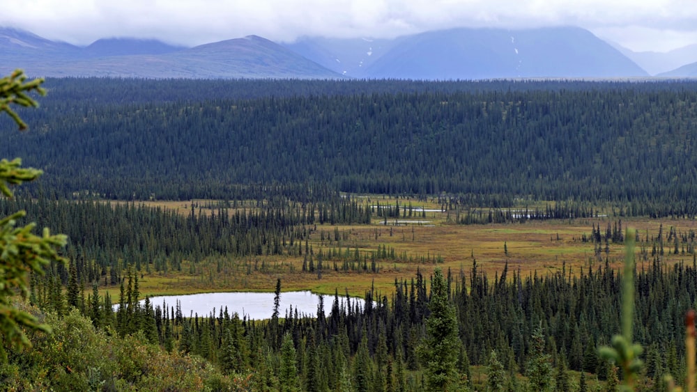 a view of a forest with a lake in the middle