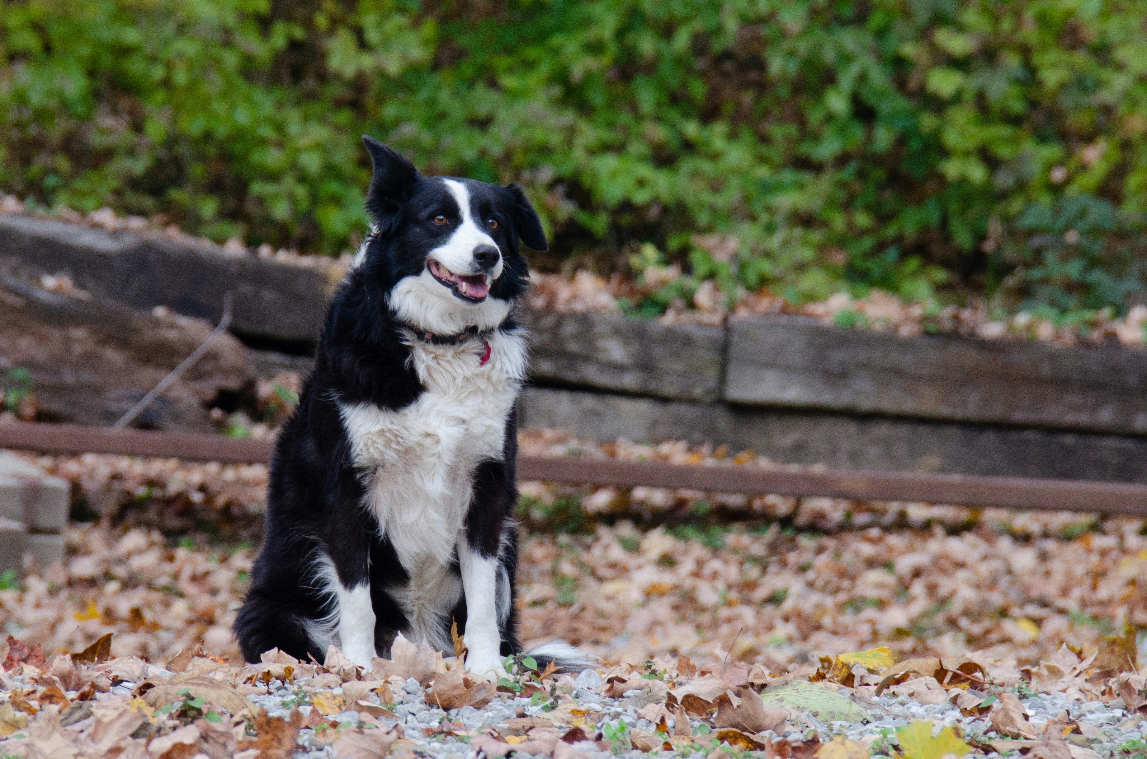 a black and white dog sitting on top of leaves