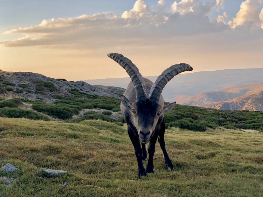 a goat with large horns standing in a grassy field