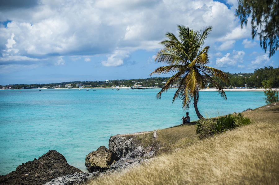 A palm tree on a cliff edge above a turquoise Barbadian bay