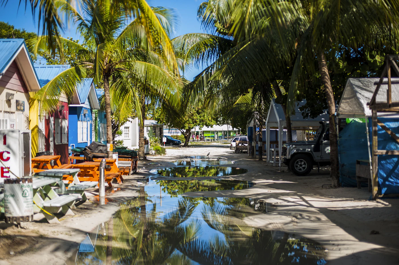 A quiet street lined with palm trees and parked cars