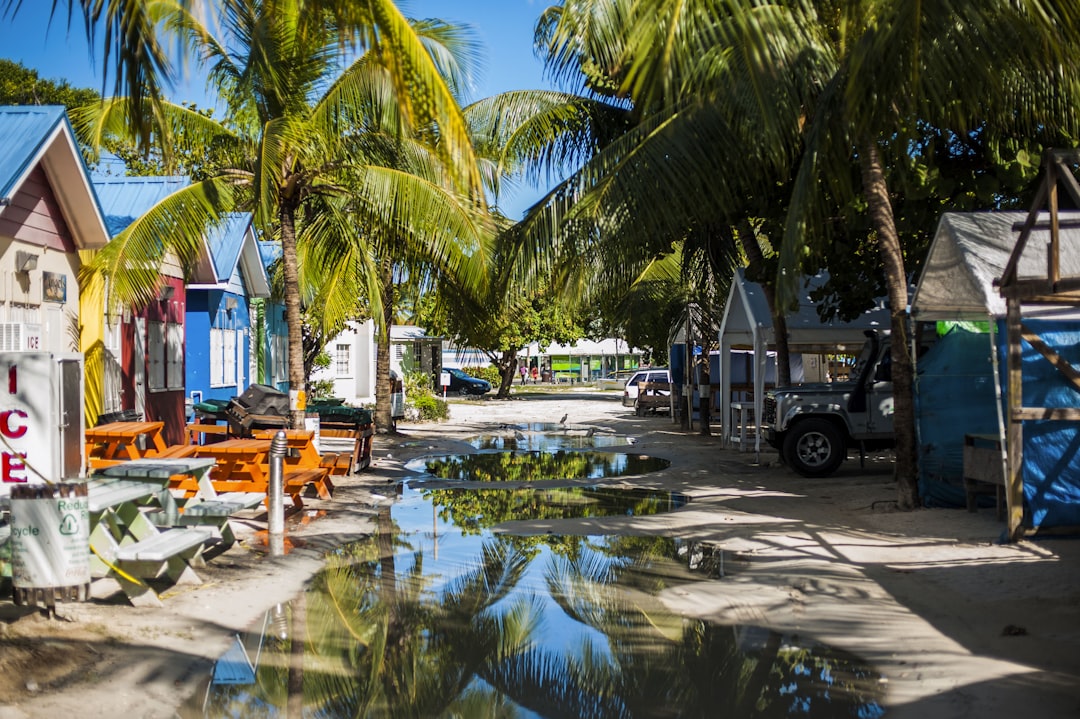 a street lined with palm trees and parked cars,