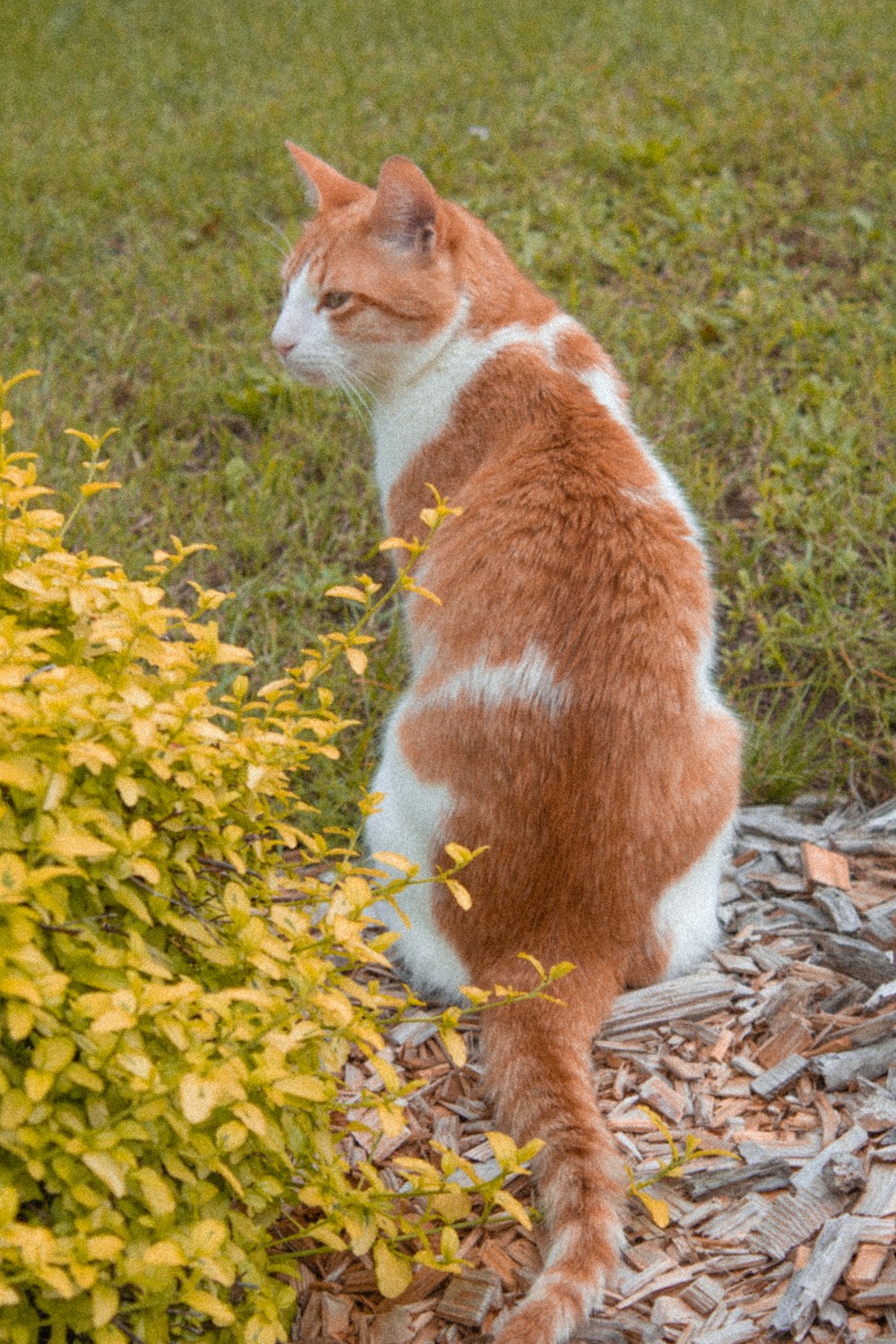 un chat orange et blanc assis dans l’herbe