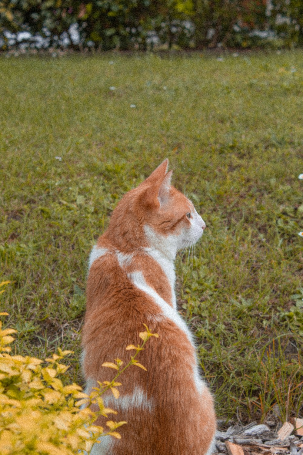 an orange and white cat sitting in the grass