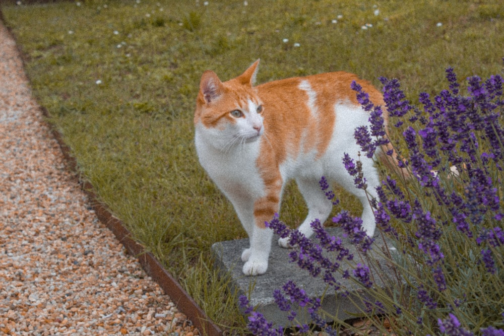 an orange and white cat standing on top of a rock
