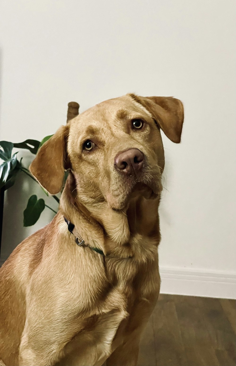 a brown dog sitting on top of a hard wood floor