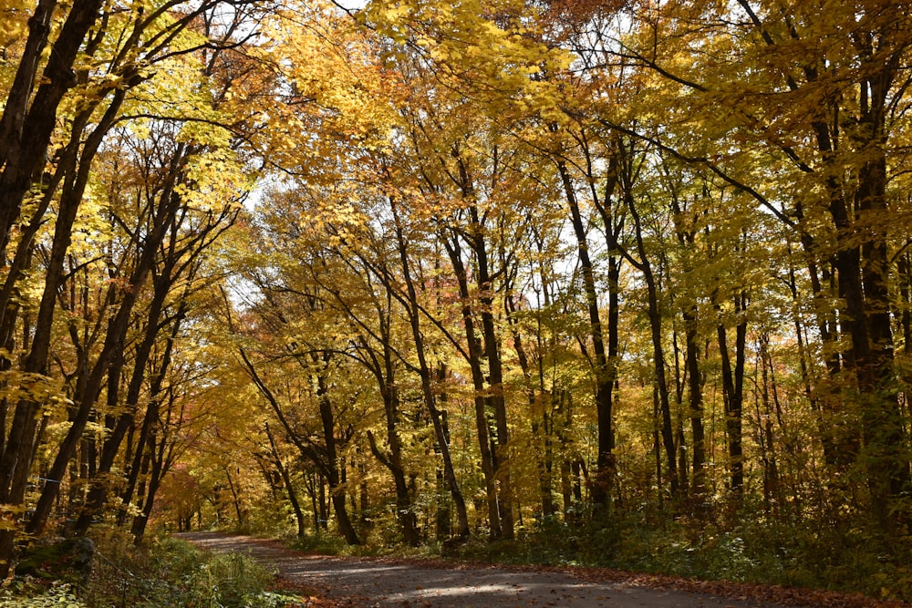 a dirt road surrounded by lots of trees