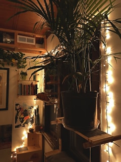 a potted plant sitting on top of a wooden shelf