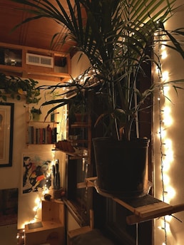 a potted plant sitting on top of a wooden shelf