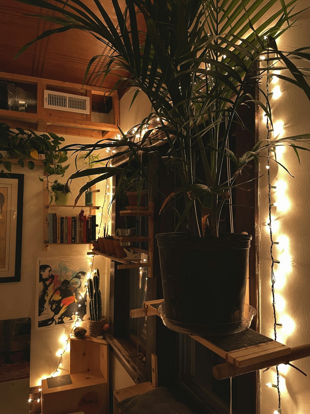 Una planta en maceta sentada encima de un estante de madera