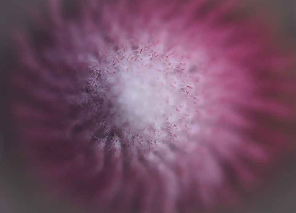 a close up view of a pink flower