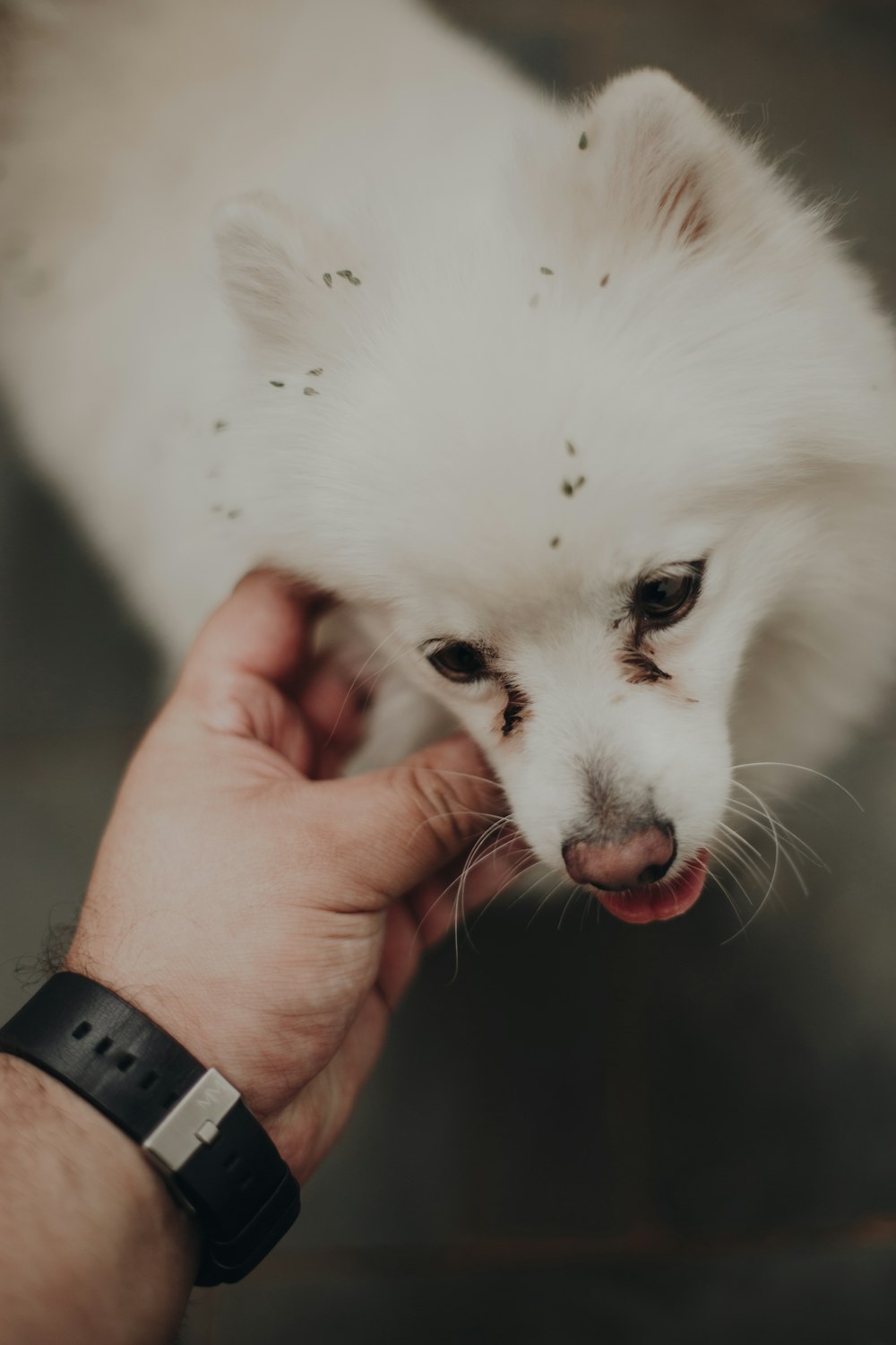 a person holding a small white dog in their hand