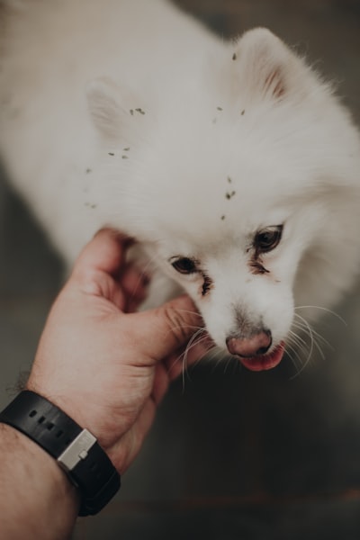 Dog being checked for fleas and ticks during grooming