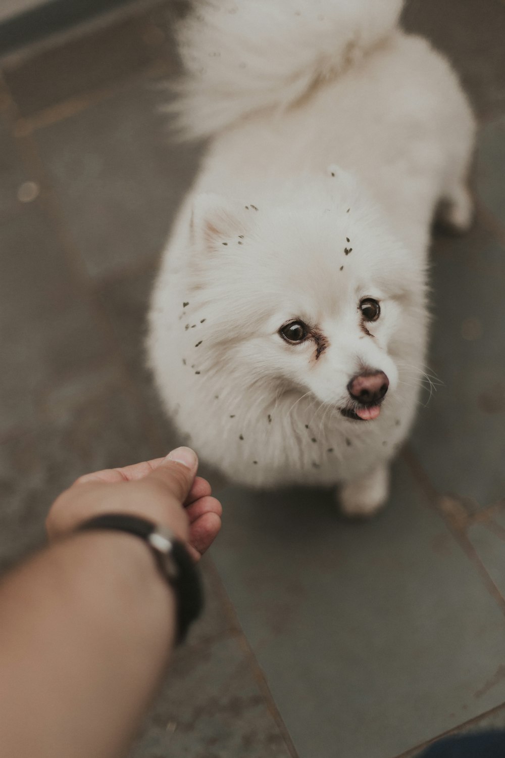Un pequeño perro blanco parado encima de un piso de baldosas