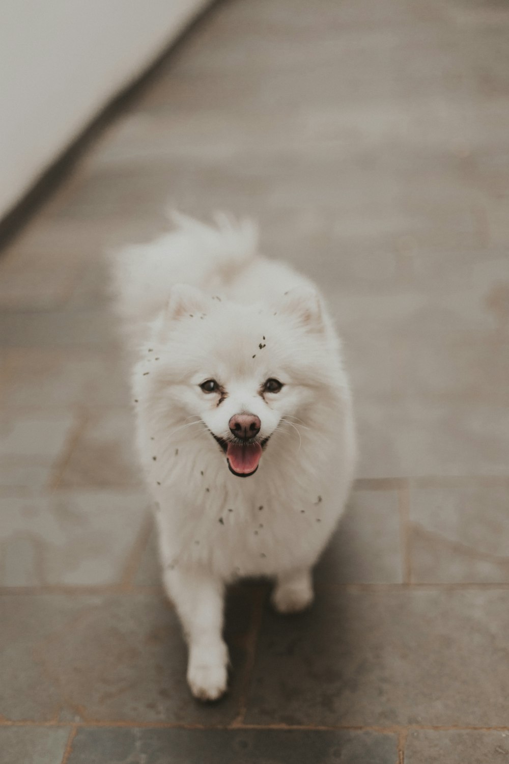a small white dog standing on a tile floor