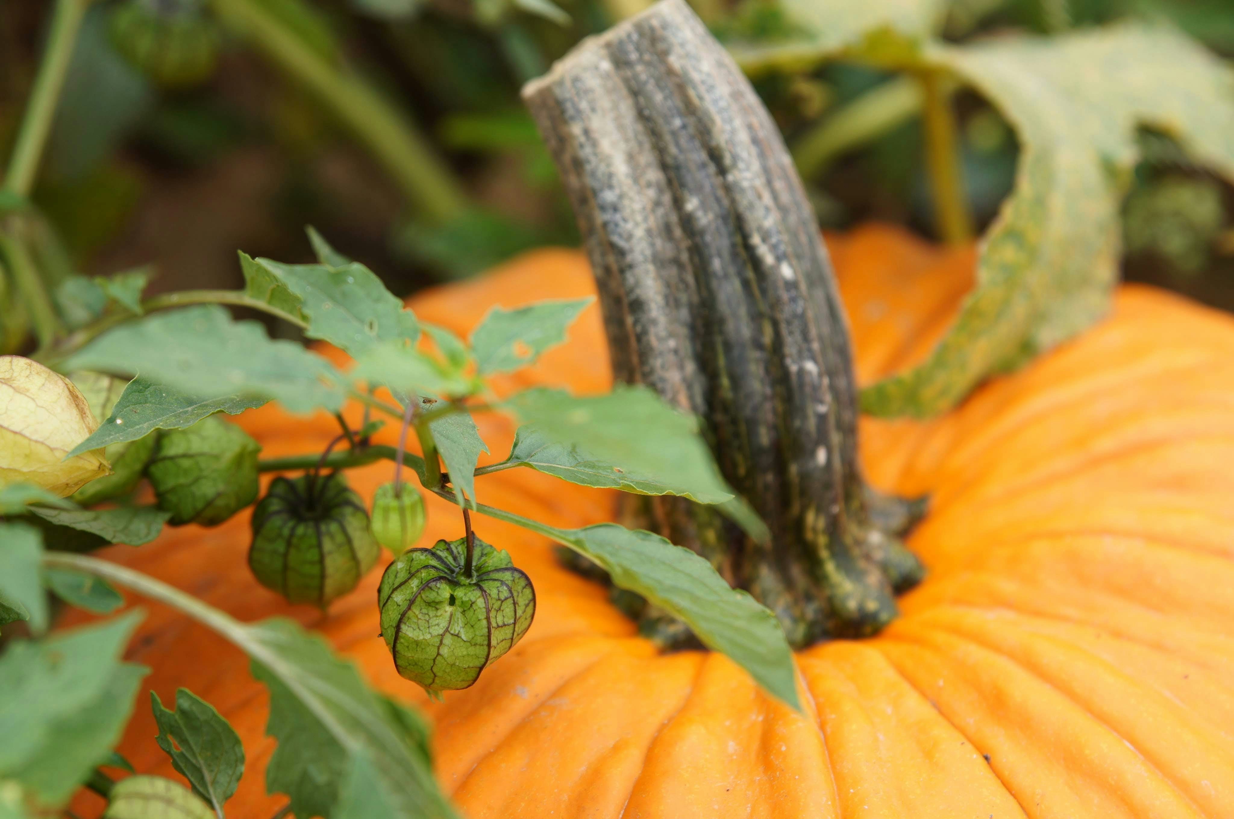 How Flash Sellers Win with Dynamic Micro‑Drops in 2026: Live Metrics, Scarcity Economics, and Pop‑Up Playbooks