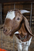 Close-up of a curious goat with bright eyes standing near the farmhouse fence.