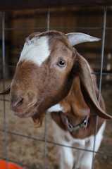 A veterinarian examining a goat in a farm environment.