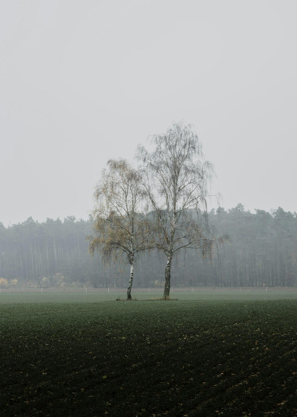 two trees in a field with fog in the background