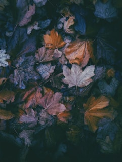 a bunch of leaves that are laying on the ground