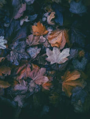 a bunch of leaves that are laying on the ground