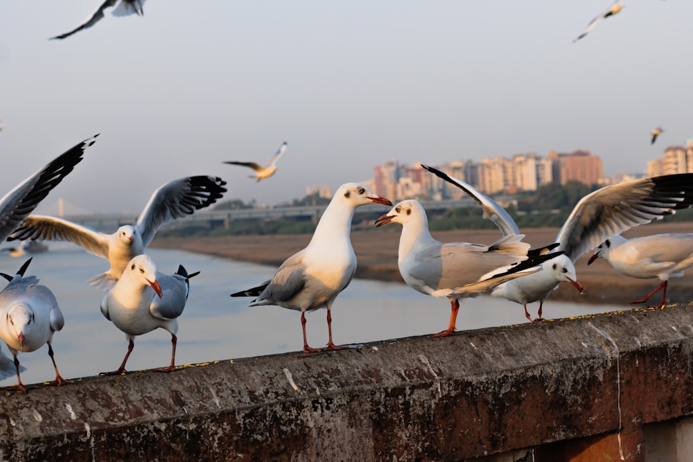 a group of seagulls are standing on a ledge