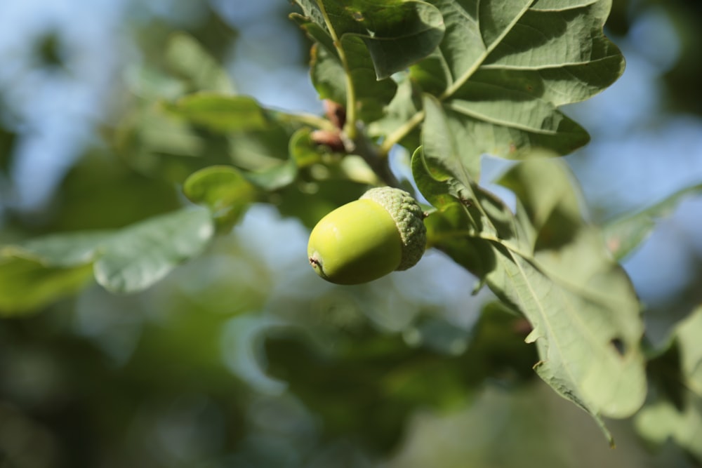 a close up of a tree with leaves and fruit