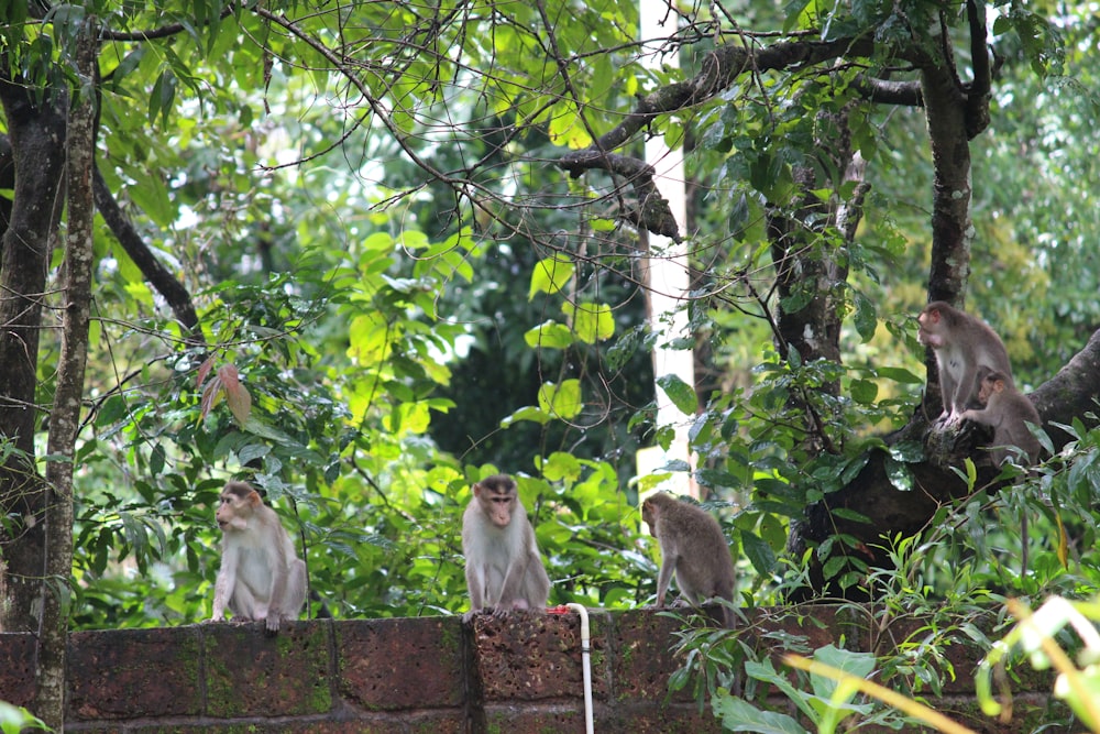 a group of monkeys sitting on top of a brick wall