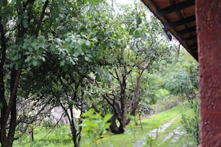A lush green environment with dense foliage and trees engulfing the view. A narrow stone path winds through the grass, bordered by a wooden structure with a thatched roof visible to the side. The rich greenery and natural setting evoke a sense of serenity and freshness.