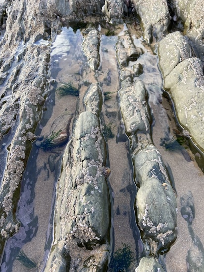 The image features rugged, elongated rocks partially submerged in shallow tide pools. Barnacles and small marine plants are visible on the rocks, which have a textured, weathered surface. The pools contain clear water, revealing sandy patches and aquatic vegetation beneath.