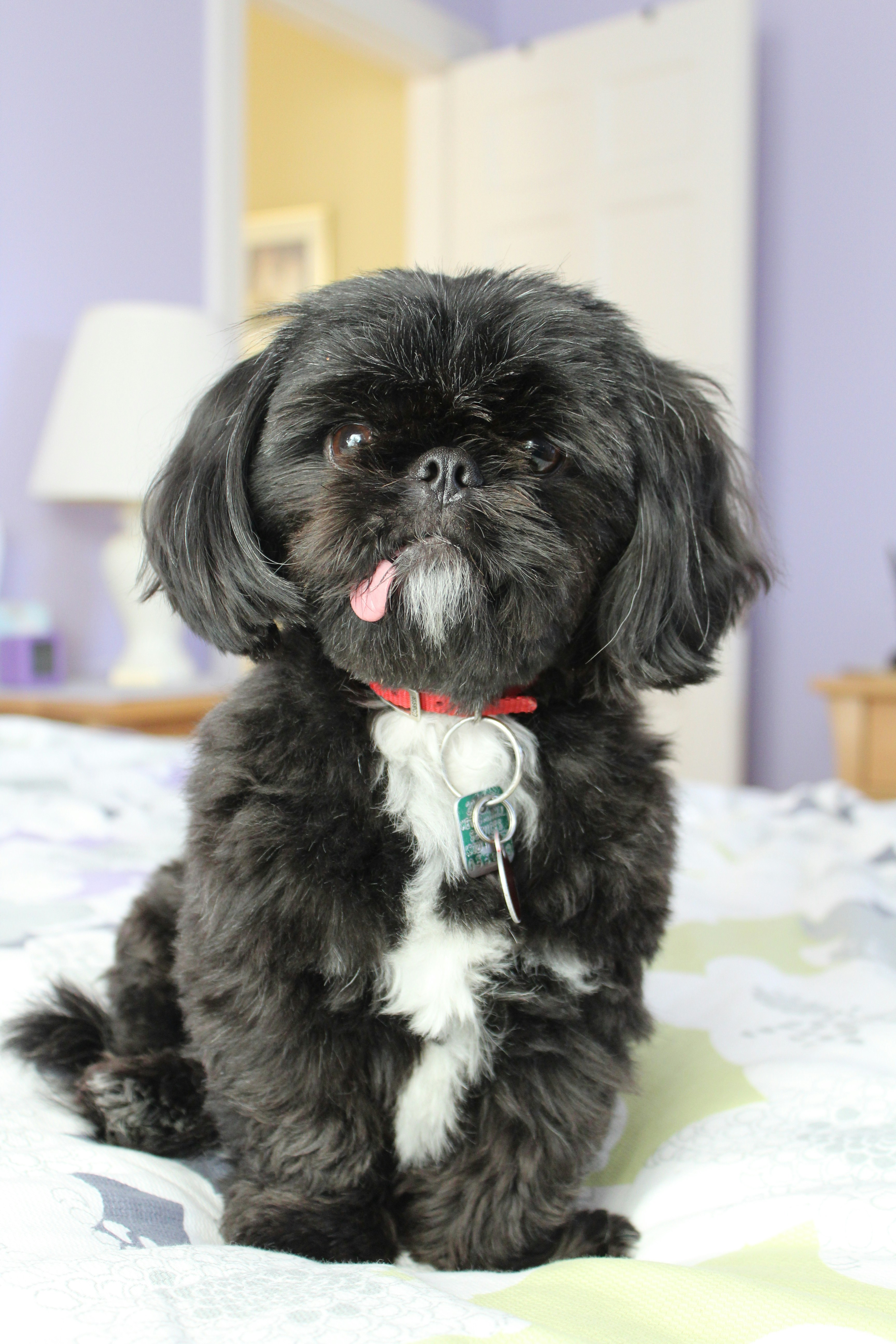 Black and white Shih Tzu