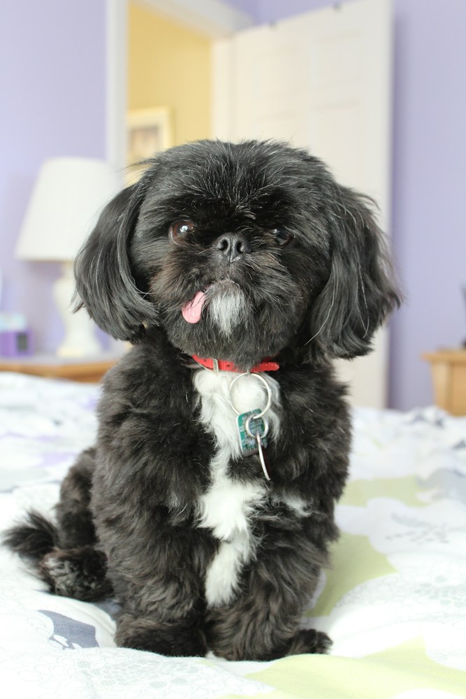 Shih Tzu preto com peito branco sentado sobre a cama com a língua para fora