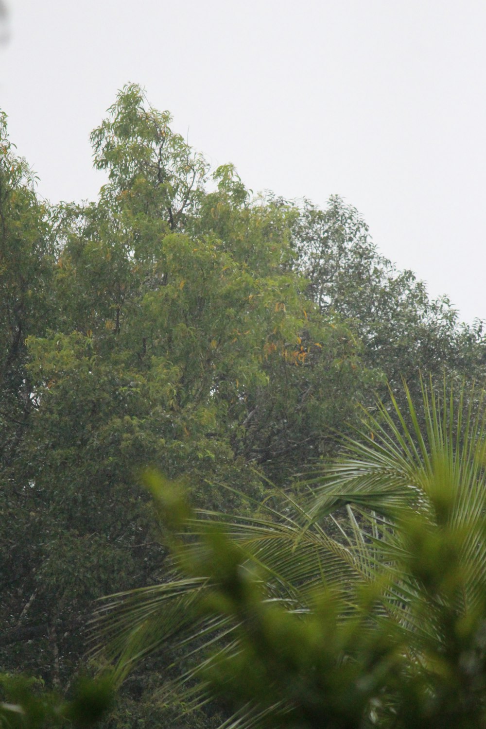 a giraffe standing on top of a lush green forest