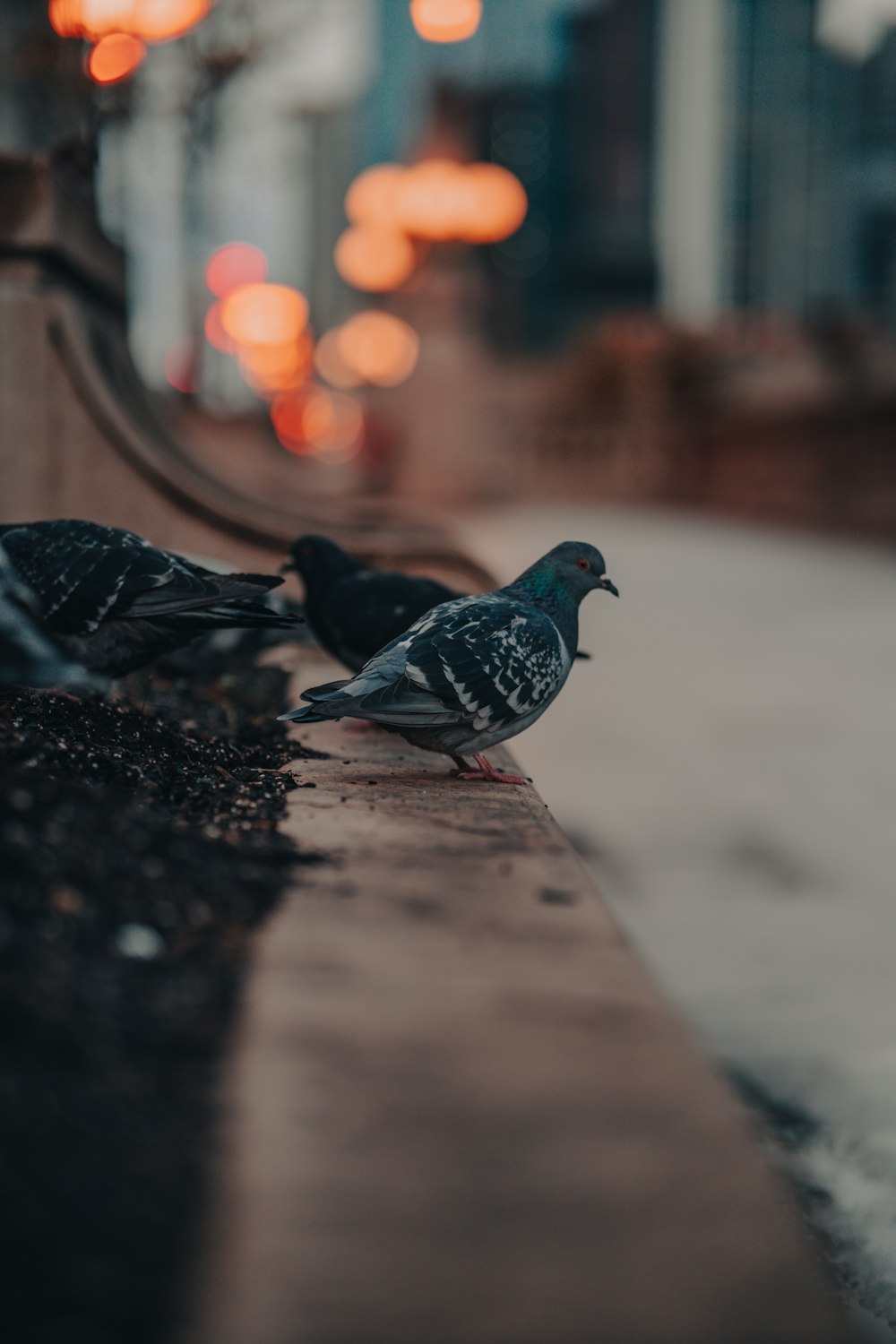 a couple of birds sitting on top of a wooden bench