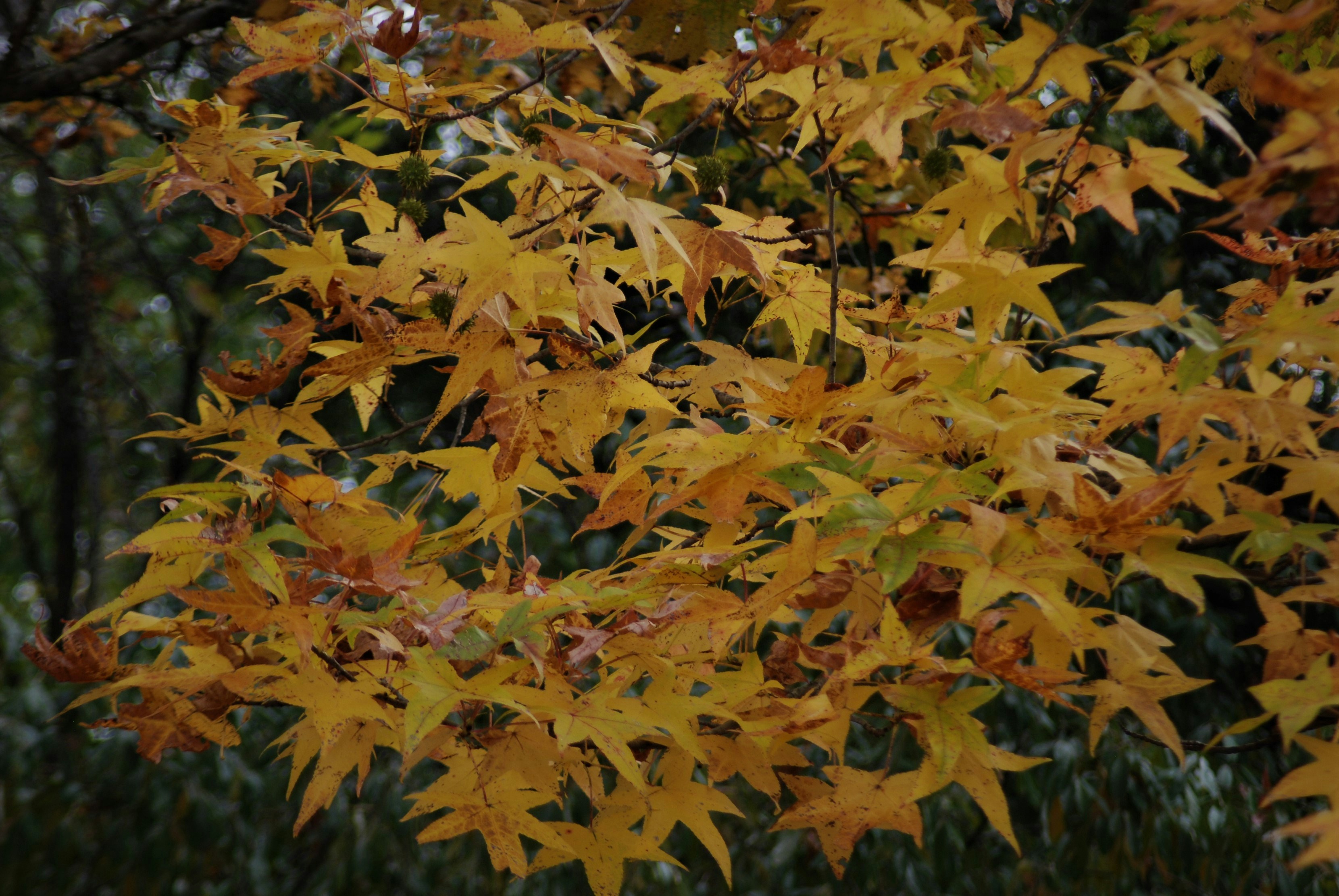 Photo by rstar50