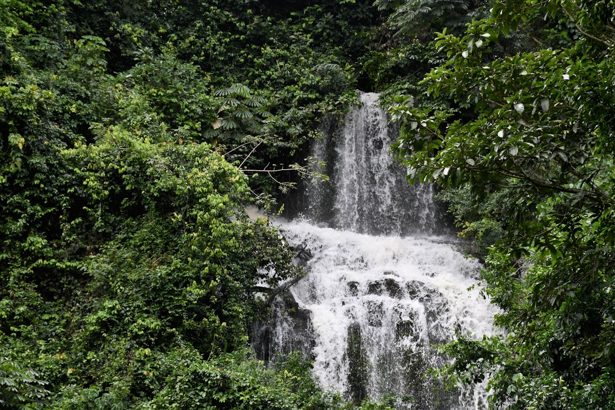 Lush forest trail leading to a waterfall in Ghana