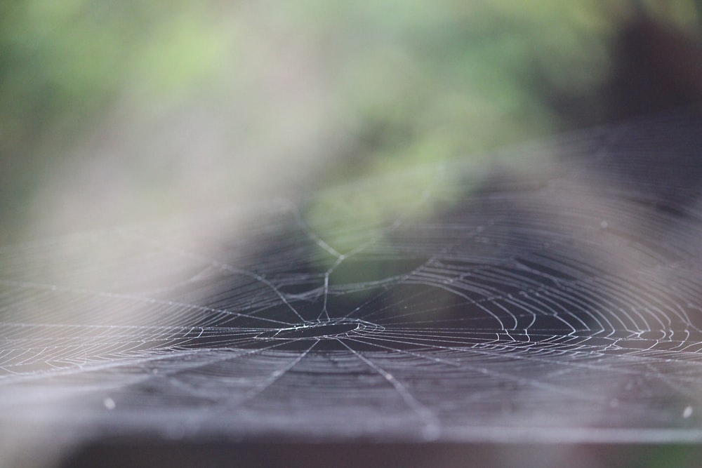 a close up of a spider web with a blurry background