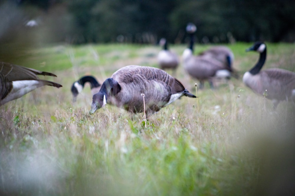 a group of geese standing in a grassy field
