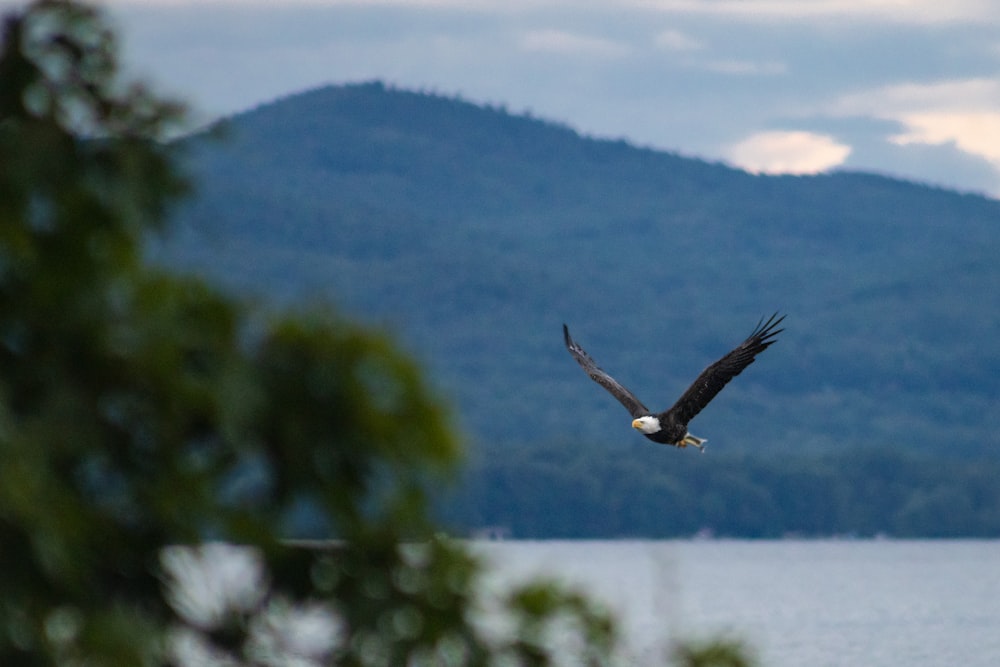 a bald eagle flying over a body of water