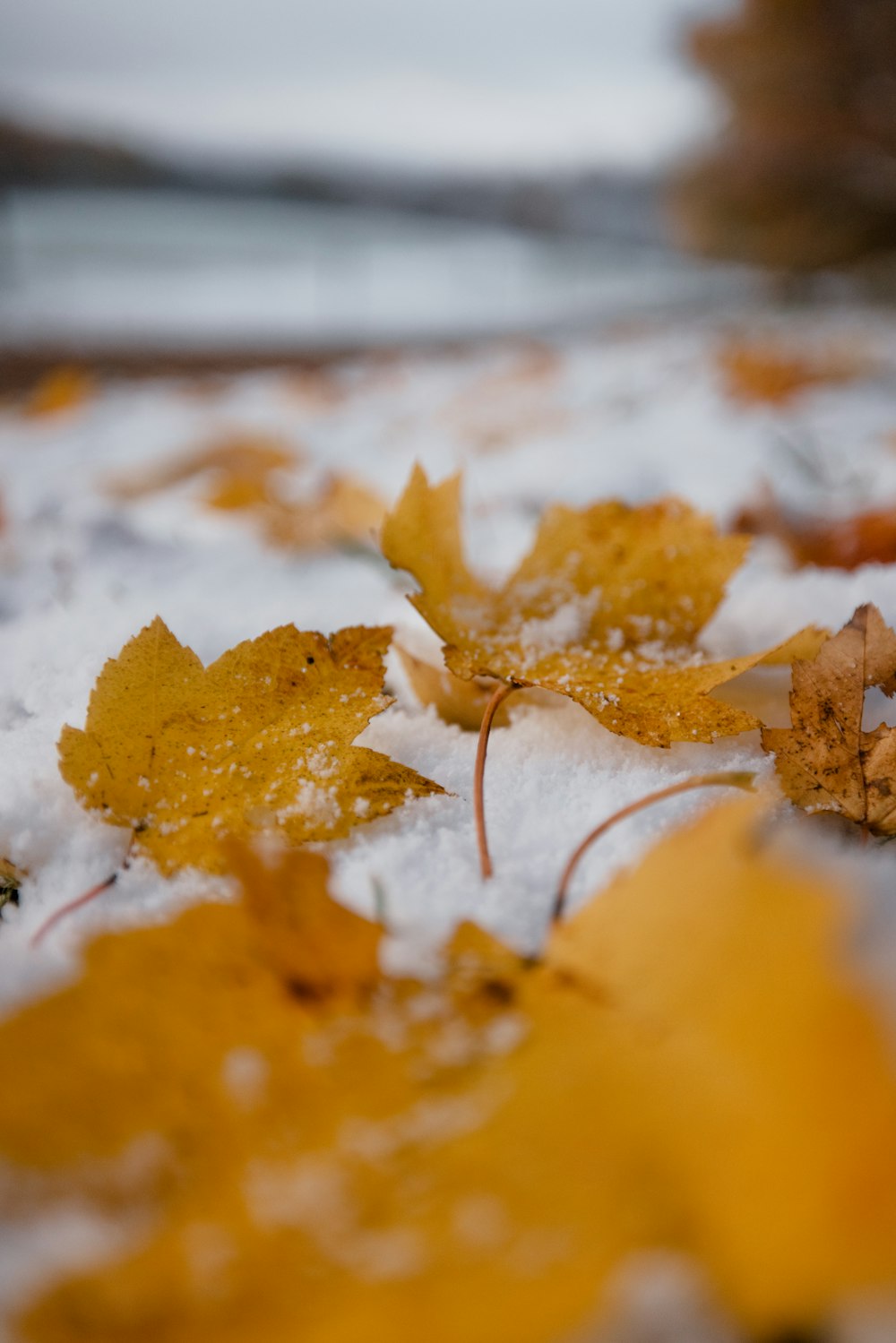a close up of a bunch of leaves in the snow