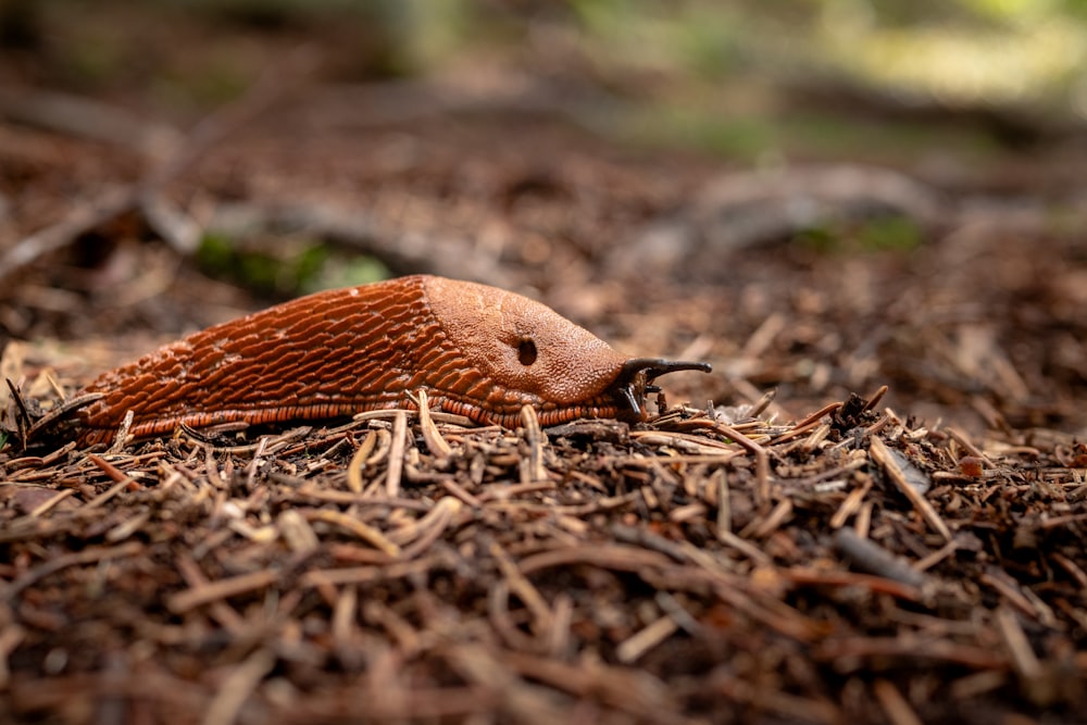 a brown object laying on top of a pile of wood chips