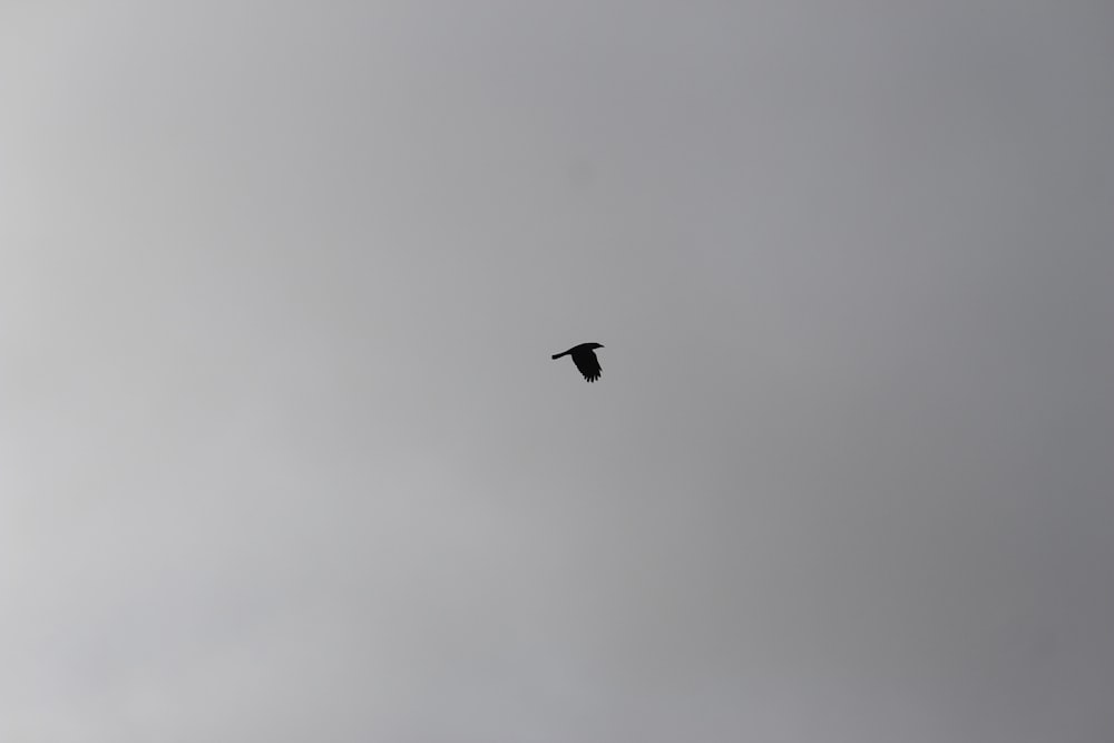 a bird flying through a cloudy gray sky