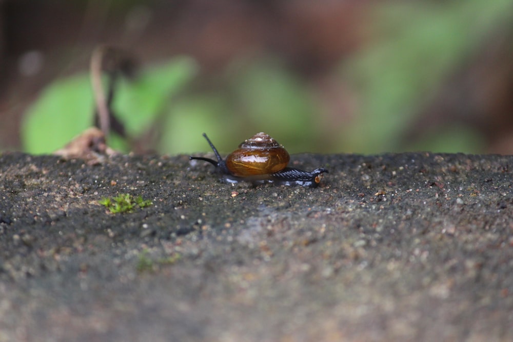 a snail crawling on a rock in the woods