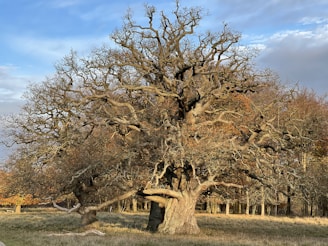 A large, ancient tree with a thick, gnarled trunk and intricate, sprawling branches stands in an open grassy field. The tree's leaves are sparse, revealing a complex network of twisting branches. In the background, other trees with autumn-colored leaves add depth to the scene under a partly cloudy blue sky.